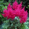 Astilbe Arendsii Fanal